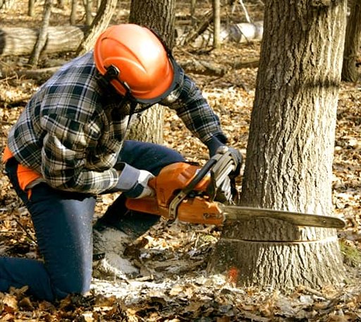Tree Removal in Tuppers Plains, OH